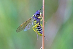 Broadbar Clover Sawfly [Tenthredo notha]