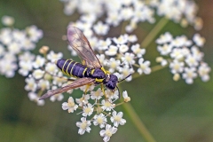 Broadbar Clover Sawfly [Tenthredo notha]