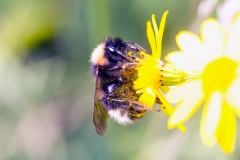 Vestal Cuckoo Bumble Bee [Bombus vestalis ?]
