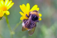 Vestal Cuckoo Bumble Bee [Bombus vestalis ?]