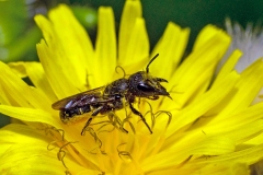 Large-headed Resin Bee [Heriades truncorum]