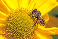 Patchwork Leafcutter Bee [Megachile centuncularis]