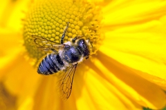 Patchwork Leafcutter Bee [Megachile centuncularis]
