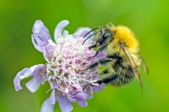 Common Carder Bee [Bombus pascuorum]