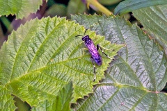 Dimorphic Strider [Macrophya montana]