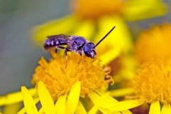 White-zoned Furrow Bee [Lasioglossum leucozonium ?]
