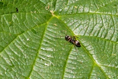 Silky Ant [Formica fusca]