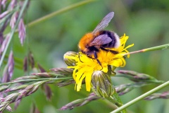 Tree Bumblebee [Bombus hypnorum]