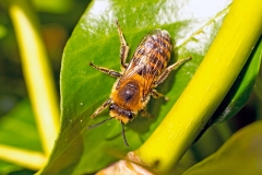 Ivy Bee [Colletes hederae]