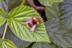 Early Bumblebee [Bombus pratorum]