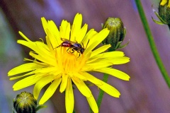 Fabricius' Nomad Bee [Nomada fabriciana]
