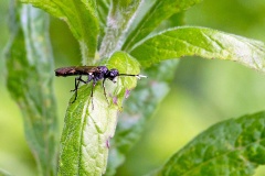 Variable Tenthredo [Tenthredo livida]