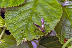 Common Green Tenthredo [Tenthredo mesomela]