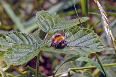 Early Bumblebee [Bombus pratorum]
