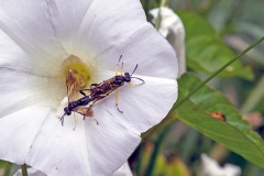 Dimorphic Strider [Macrophya montana]