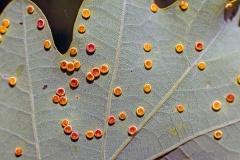 Silk-button Spangle Gall Wasp [Neuroterus numismalis]