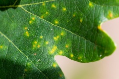 Silk-button Spangle Gall Wasp [Neuroterus numismalis]