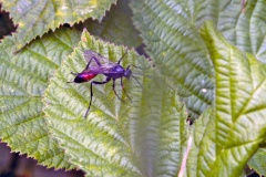 ichneumon wasp [cf. Trychosis legator]