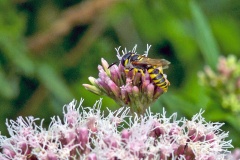 European Beewolf [Philanthus triangulum]