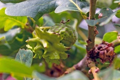 Knopper Gall Wasp [Andricus quercuscalicis]