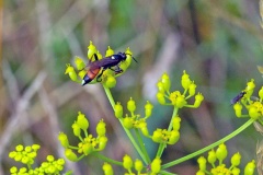 ichneumon wasp [Ichneumon suspiciosus]