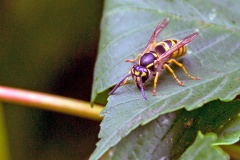 Common Wasp [Vespula vulgaris]
