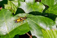 Tiger Ichneumon Wasp [Ichneumon xanthorius]