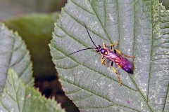 Yellow-tipped Darwin Wasp [Ichneumon stramentor ?]