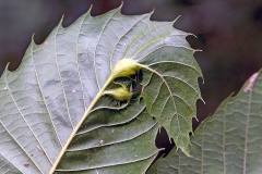 Oriental Chestnut Gall Wasp [Dryocosmus kuriphilus]