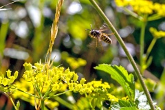 Common Wasp [Vespula vulgaris]