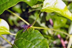 pimpline ichneumon wasp [Apechthis compunctor ?]