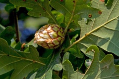 Artichoke Gall Wasp (Andricus foecundatrix)