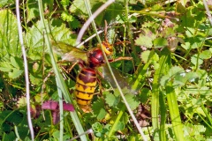 European Hornet [Vespa crabro]