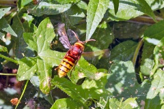 European Hornet [Vespa crabro]