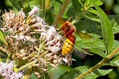 European Hornet [Vespa crabro]
