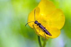 Wheat Stem Borer [Cephus pygmeus]