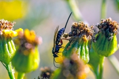 ichneumon wasp [Scambus sp.]