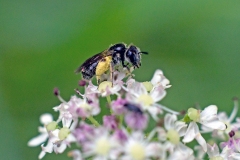 White-zoned Furrow Bee [Lasioglossum leucozonium ?]