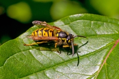 German Wasp [Vespula germanica]