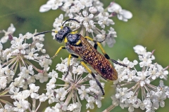 Marjoram Wasp-Sawfly [Tenthredo thompsoni]