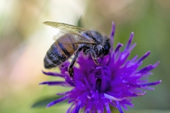 Western Honey Bee [Apis mellifera]