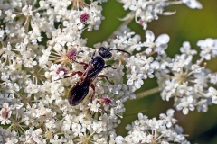 Large Tiphia [Tiphia femorata]
