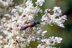 Large Tiphia [Tiphia femorata]