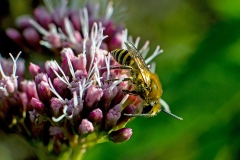 Davies' Colletes [Colletes daviesanus ?]