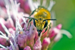 Davies' Colletes [Colletes daviesanus ?]