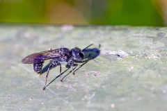Mournful Wasp [Pemphredon lugubris]