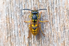 Common Wasp [Vespula vulgaris]