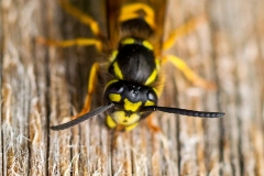 Common Wasp [Vespula vulgaris]