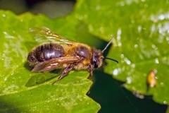 Chocolate Mining Bee [Andrena scotica]