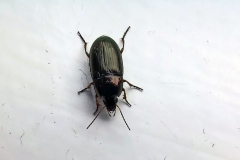 Social Sun Beetle [Amara familiaris]